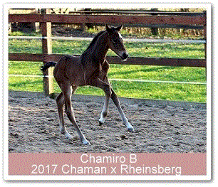 Hengstfohlen Chamiro B - Parkhof Enger - Zucht- und Ausbildungsstall in Westerenger Bielefeld Germany